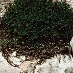 Paronychia argyrocoma Hábito