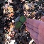 Lespedeza procumbens Leaf