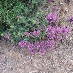 Thymus longiflorus Flower