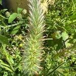 Trifolium angustifolium Blodyn