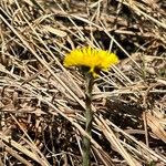 Tussilago farfara 花