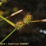Carex lepidocarpa Blodyn