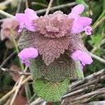 Lamium hybridum Blad