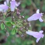 Clinopodium nepeta 花