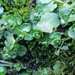 Sedum ternatum List