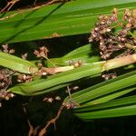 Becquerelia cymosa