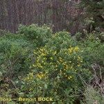 Genista stenopetala 形態