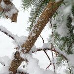 Picea abies বাকল
