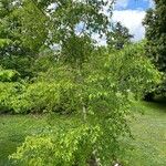 Betula ermanii 整株植物