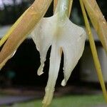 Epidendrum nocturnum Фрукт