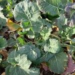 Brassica napus Leaf