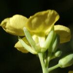 Conringia orientalis Blüte
