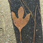 Sassafras albidum Leaf