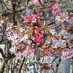 Viburnum farreriFlower