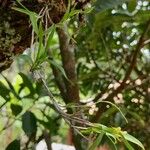 Polystachya lindblomii Habitus