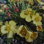 Verbascum acaule