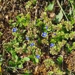 Veronica triphyllos موطن