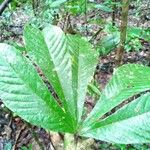 Sterculia pruriens Leaf