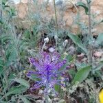 Muscari comosum Flower