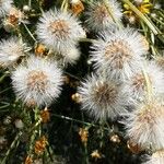 Crepis foetida Plod