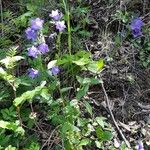 Campanula rhomboidalis Habitus