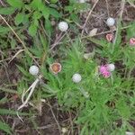 Anemone multifida Blomst