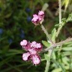 Turgenia latifolia Flower