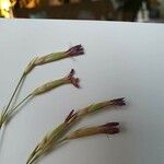 Dianthus sylvestris 花
