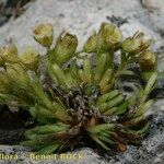 Saxifraga facchinii Hábito