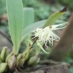 Bulbophyllum schimperianumKwiat