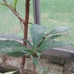 Ardisia wallichii 葉