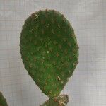 Opuntia aciculata List