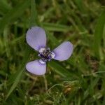Herbertia lahue Lorea