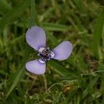 Herbertia lahue Blomst