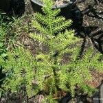 Araucaria biramulata Habit