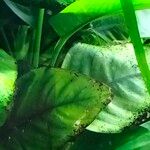 Anubias barteri Blatt