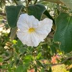 Cordia boissieri Cvet