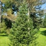 Abies balsamea 形态