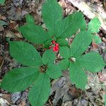 Panax quinquefolius Habitus