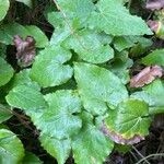 Epimedium alpinum Fuelha