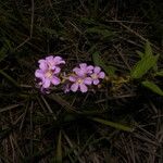 Melochia villosa फूल