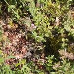 Clinopodium vulgare ᱛᱟᱦᱮᱸ