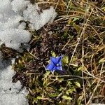 Gentiana acaulis Fiore