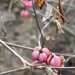 Euonymus hamiltonianus Frutto