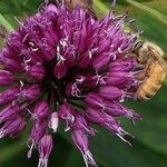 Allium sphaerocephalon 花