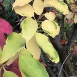 Convolvulus floridus Leaf