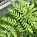 Dryopteris carthusiana برگ