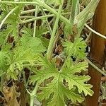 Pelargonium odoratissimum Lapas