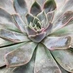 Echeveria lilacina Lapas