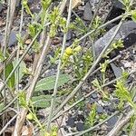 Genista lydia Flower